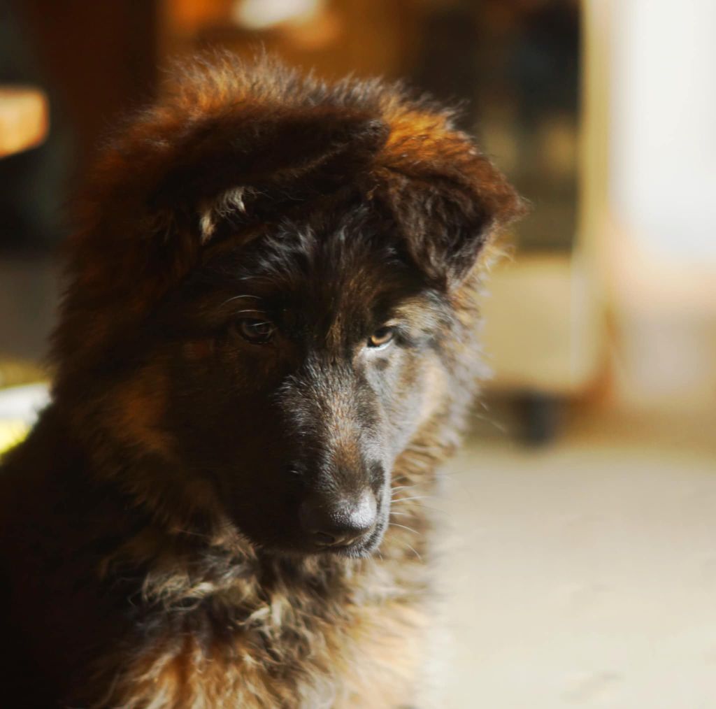 Alteza Of The Retalia