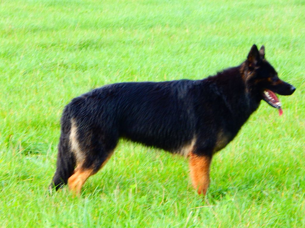 Trybal De L'Odyssée D'Hèra