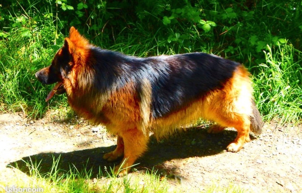 Tyler Of Breizh Shepherd