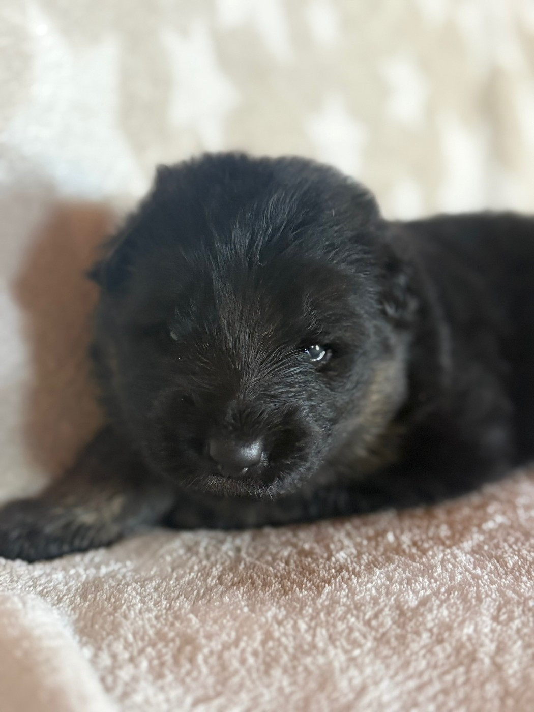 Of Guardians Of The Tribe - Chiots disponibles - Berger Allemand Poil Long