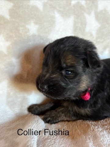 Of Guardians Of The Tribe - Chiots disponibles - Berger Allemand Poil Long