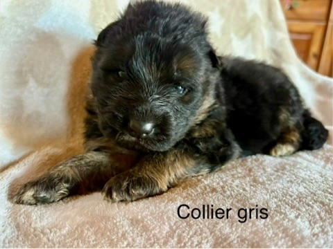 Of Guardians Of The Tribe - Chiots disponibles - Berger Allemand Poil Long