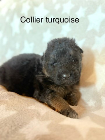 Of Guardians Of The Tribe - Chiots disponibles - Berger Allemand Poil Long