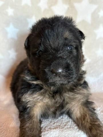 Of Guardians Of The Tribe - Chiots disponibles - Berger Allemand Poil Long