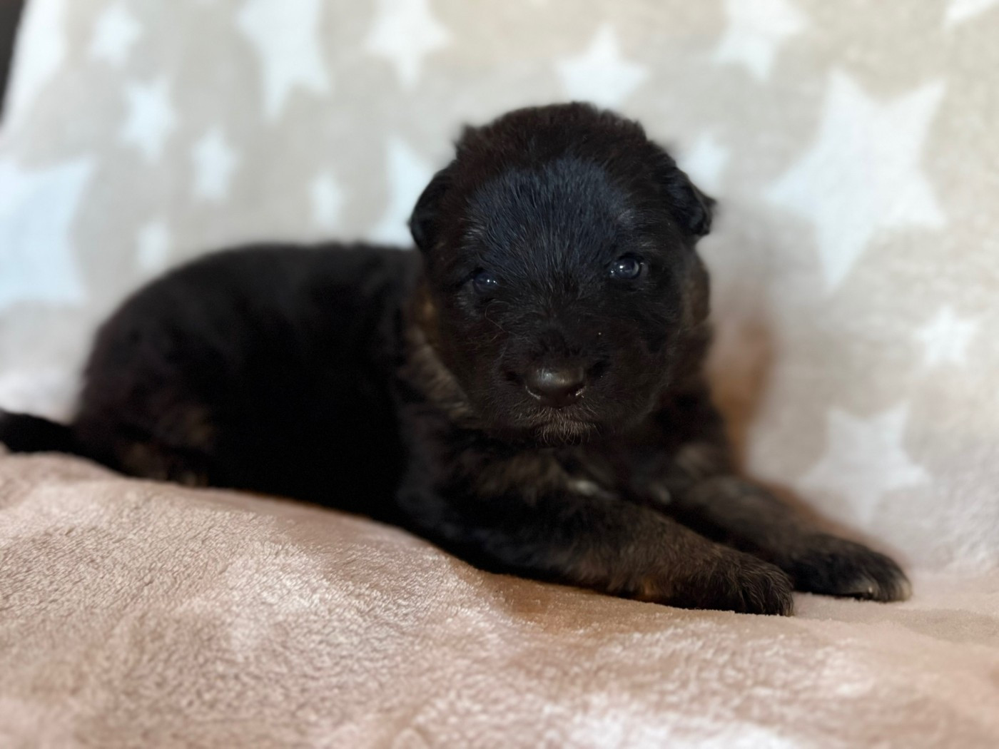 Of Guardians Of The Tribe - Chiots disponibles - Berger Allemand Poil Long