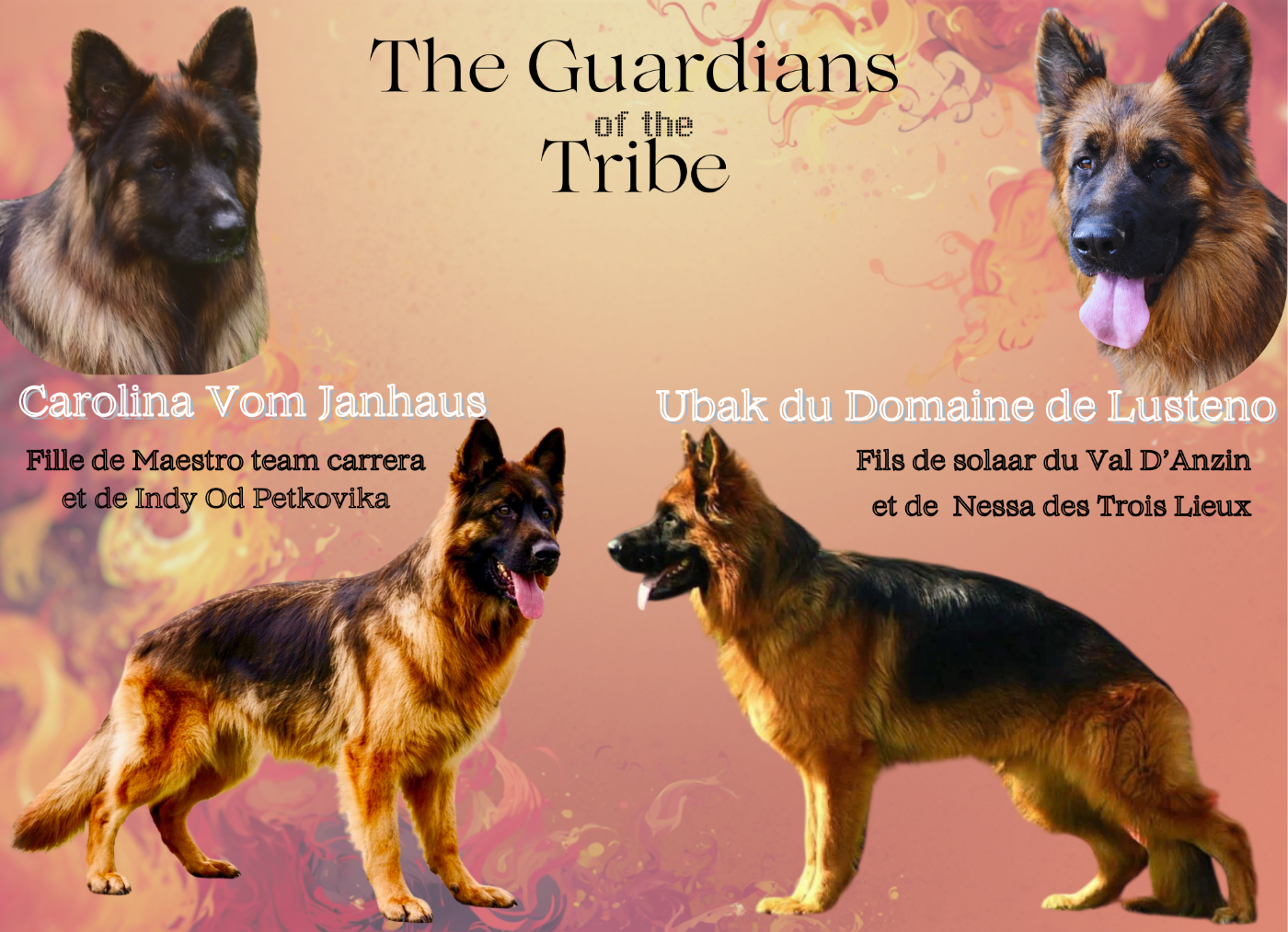 Of Guardians Of The Tribe - Berger Allemand Poil Long - Portée née le 24/02/2026