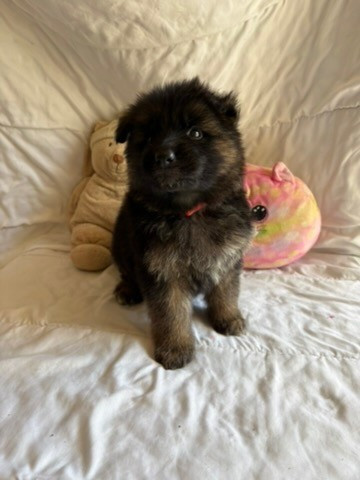 Of Guardians Of The Tribe - Chiots disponibles - Berger Allemand Poil Long