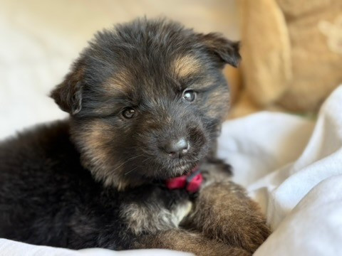 Of Guardians Of The Tribe - Chiots disponibles - Berger Allemand Poil Long