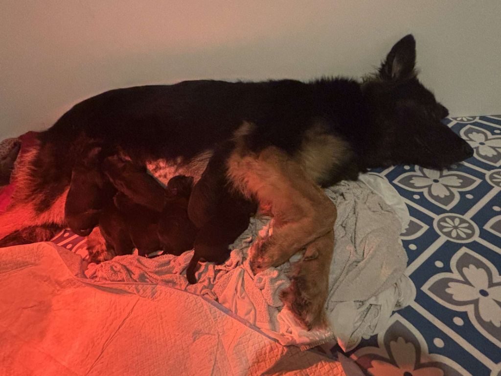 Of Guardians Of The Tribe - Berger Allemand Poil Long - Portée née le 17/06/2025